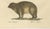 Brodtmann, Alpine Marmot, Hamster, Lemming & Rock Hyrax, 1816, Lithograph For Sale - Image 6 of 10