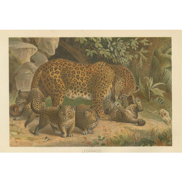 Leopards, After Wilhelm Kuhnert, 1894, Paper For Sale - Image 10 of 10