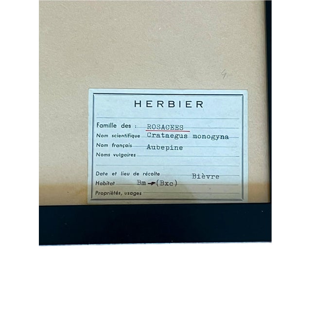 1965 French Herbarium Botanical Specimens – Set of 9 Custom Framed Pressed Botanicals For Sale - Image 11 of 17