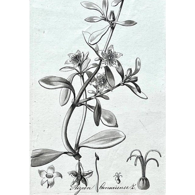 Mid 19th Century Original Antique Botanical Watercolor and Ink Painting by A. G. Weiss Circa 1865 For Sale - Image 5 of 7