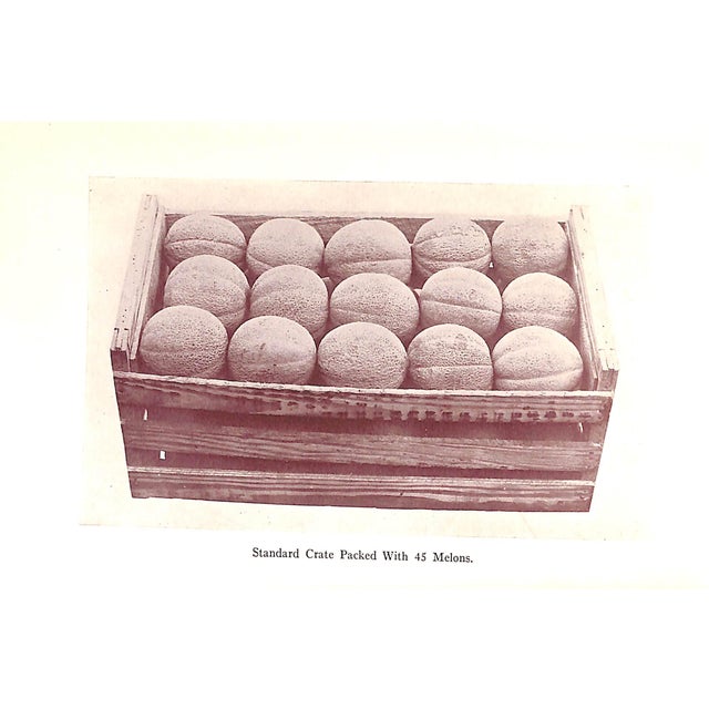 1920s "Muskmelon Production" 1928 Lloyd, John William For Sale - Image 5 of 8