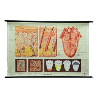 Vintage Human Skin Tongue Rollable Medical Wall Chart Poster For Sale