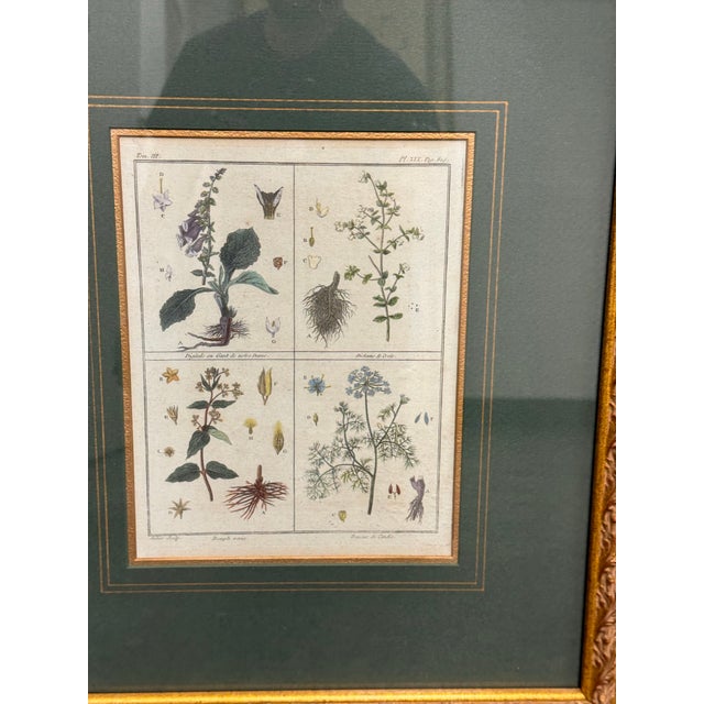 W. King Ambler Antique Botanical Engravings, Set of Three For Sale - Image 9 of 12