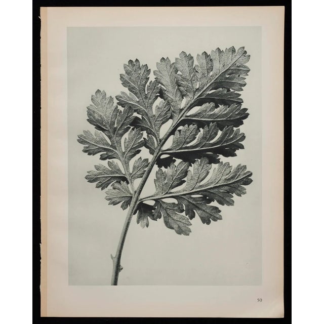 1920s Original Karl Blossfeldt Photogravure Botanical Print For Sale - Image 5 of 5