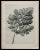 1920s Original Karl Blossfeldt Photogravure Botanical Print For Sale - Image 5 of 5