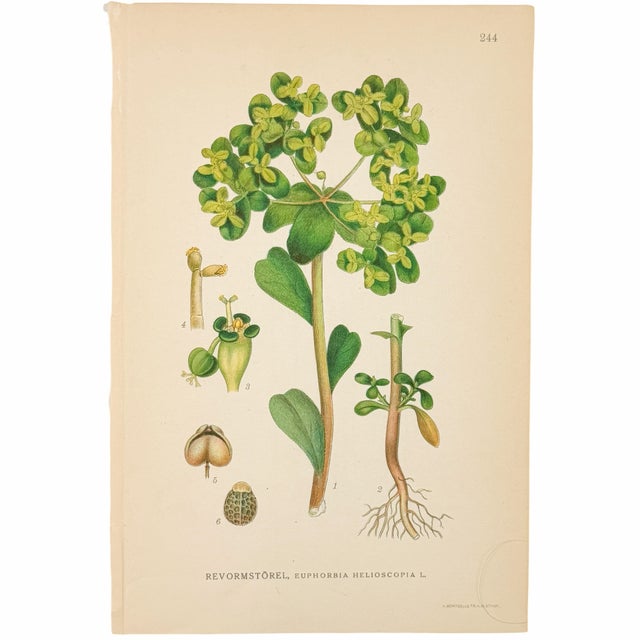 Mid-Century Modern Set of 6 Antique Swedish Botanical Prints | Green Foliage Studies c.1902, Chromolithographs For Sale - Image 3 of 8