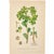 Mid-Century Modern Set of 6 Antique Swedish Botanical Prints | Green Foliage Studies c.1902, Chromolithographs For Sale - Image 3 of 8