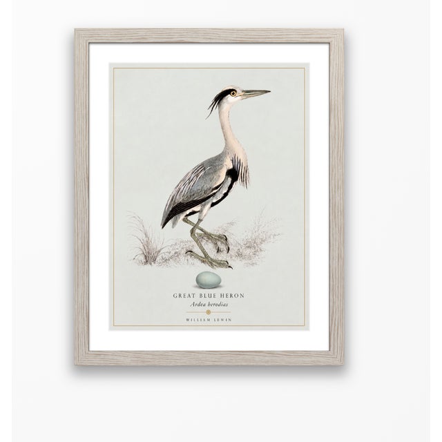 Not Yet Made - Made To Order William Lewin 1789 Waterbirds Fine Art Gallery Board Print - The Blue Heron For Sale - Image 5 of 9