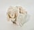 Shell Rare Natural Cups Coral Specimen For Sale - Image 7 of 8