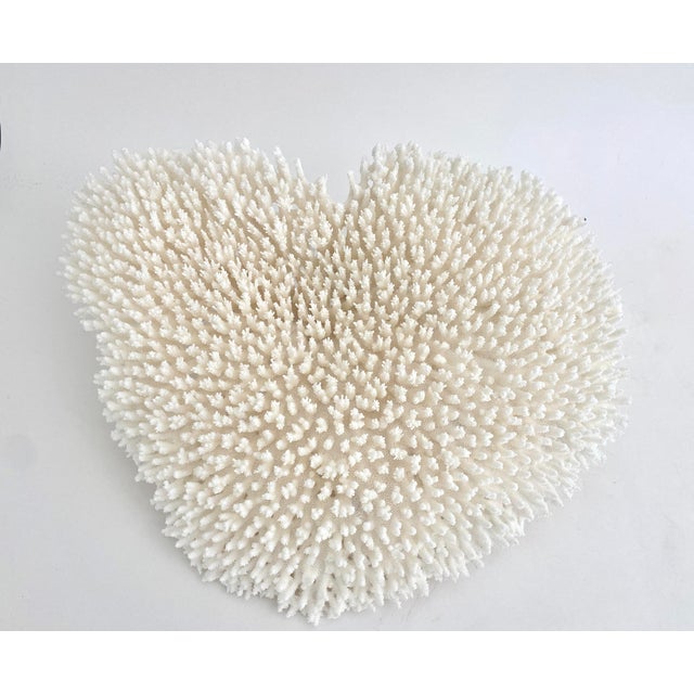 Shell Wall Mounted Table Coral Heart Shape Specimen For Sale - Image 7 of 7