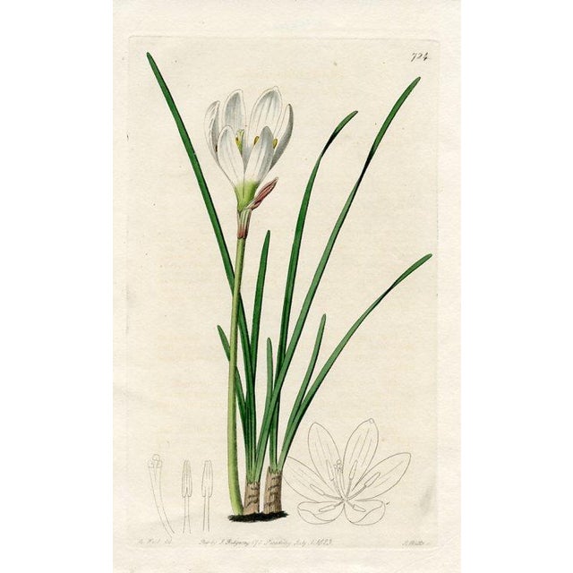 Original early-1800s hand colored engraving that appeared in "The Botanical Register", a British horticultural journal...