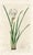 Original early-1800s hand colored engraving that appeared in "The Botanical Register", a British horticultural journal...