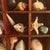 Seashell Collection in Glass-Front Display Case For Sale - Image 10 of 12