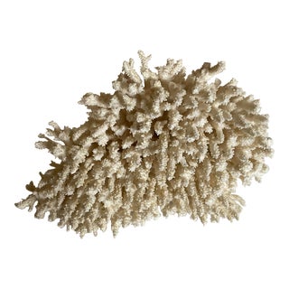 Vintage Specimen Brush Coral For Sale