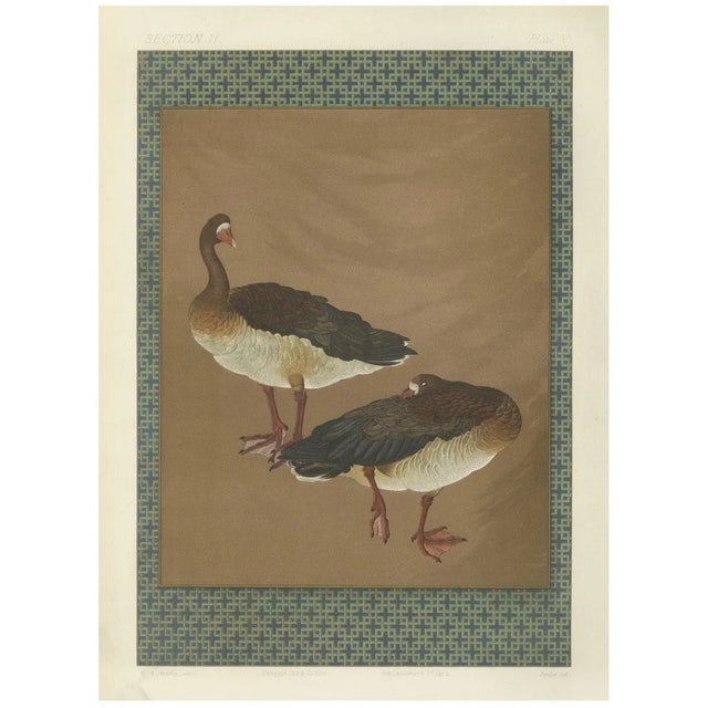 Japanese Geese, 1880s, Lithograph For Sale
