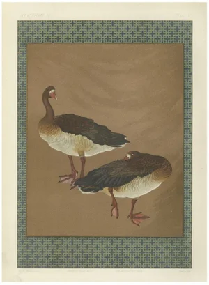 Japanese Geese, 1880s, Lithograph