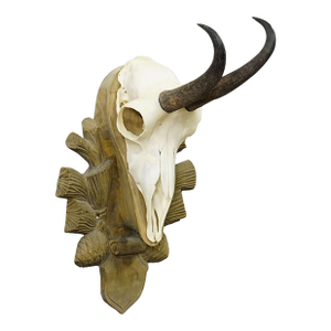 Vintage Black Forest Chamois Trophy on Wooden Plaque, Germany 1960s