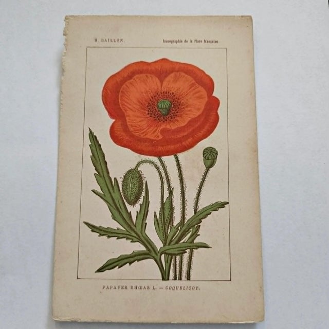Original 19th-century French botanical lithograph by renowned botanist **Henri Ernest Baillon**, published in Paris...