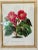 Set of 4 Framed Antique French Botanical Chromolithographs From L’Illustration Horticole by Jean Linden For Sale In Louisville - Image 6 of 12