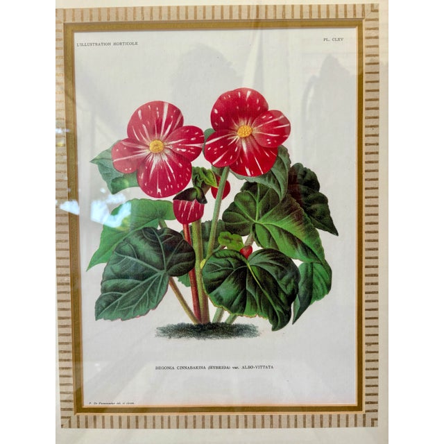 Wood Set of 4 Original 19th-Century L’Illustration Horticole Botanical Chromolithographs by P. De Pannemaecker For Sale - Image 7 of 12