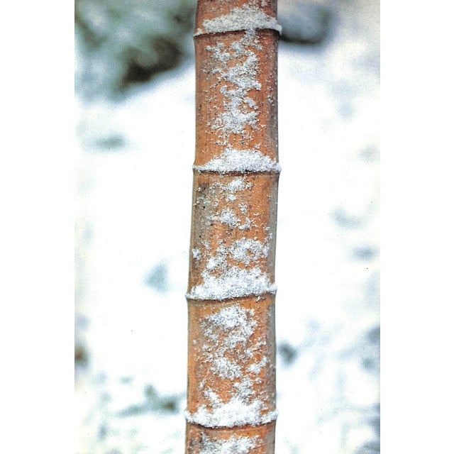 "Bamboo" 1972 Austin, Robert and Ueda, Koichiro For Sale - Image 11 of 11