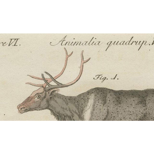 Late 18th Century Bertuch, Reindeer & Northern Deer, 1792, Engraving For Sale - Image 5 of 10