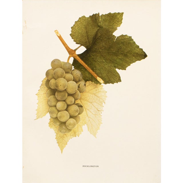 A magnificent original antique photogravure (print) of Pocklington Grapes by Ulysses Prentiss Hedrick (1870-1951). Superb...