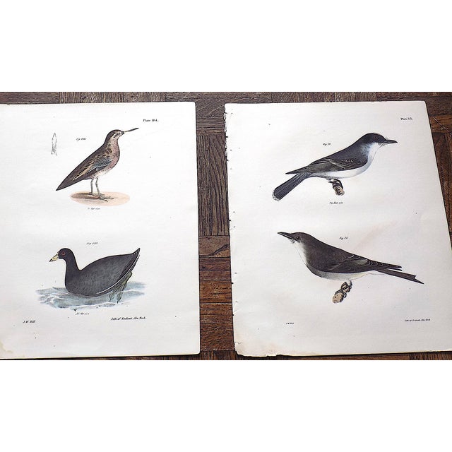 Late 19th Century Authentic Antique 19th Century Bird Lithographs - Set of 12 For Sale - Image 5 of 8