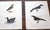 Late 19th Century Authentic Antique 19th Century Bird Lithographs - Set of 12 For Sale - Image 5 of 8