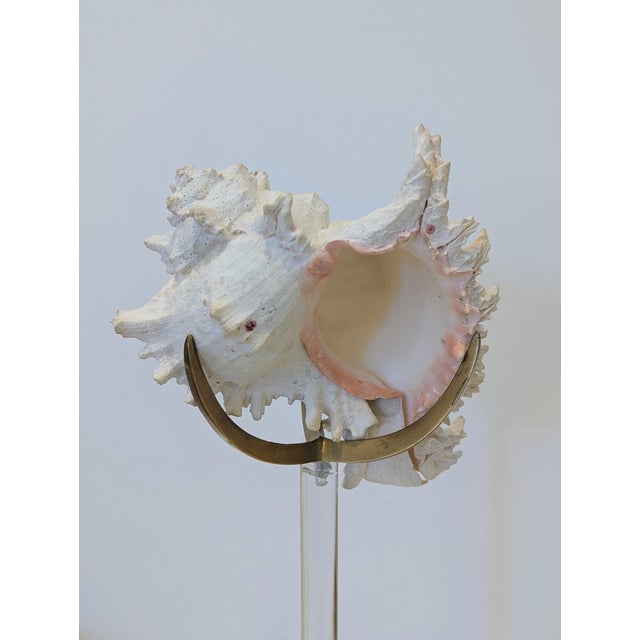 1970s Arthur Court Shell Sculpture on Lucite Stand For Sale - Image 5 of 7