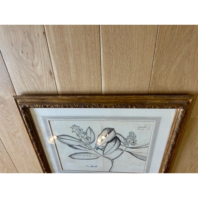 A timeless botanical print presented in a beautifully crafted gilded frame by esteemed Los Angeles design house Dennis &...