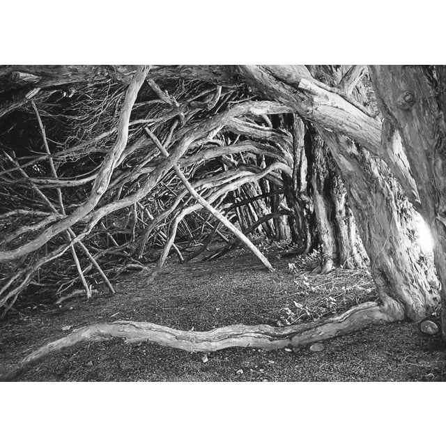 Contemporary Paul Cooklin, Abstract Trees, Silver Gelatin Photograph, Limited Edition of 10 For Sale - Image 3 of 3