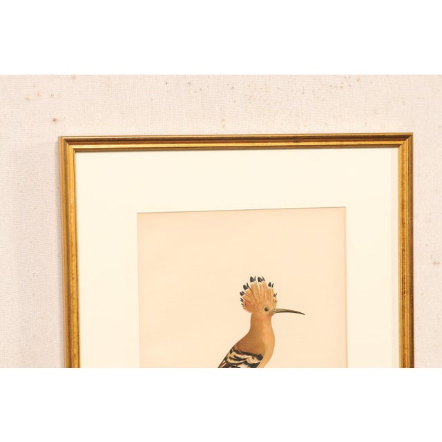 Early 20th Century Swedish Framed Hoopoe Lithograph, C. 1920 For Sale - Image 10 of 11