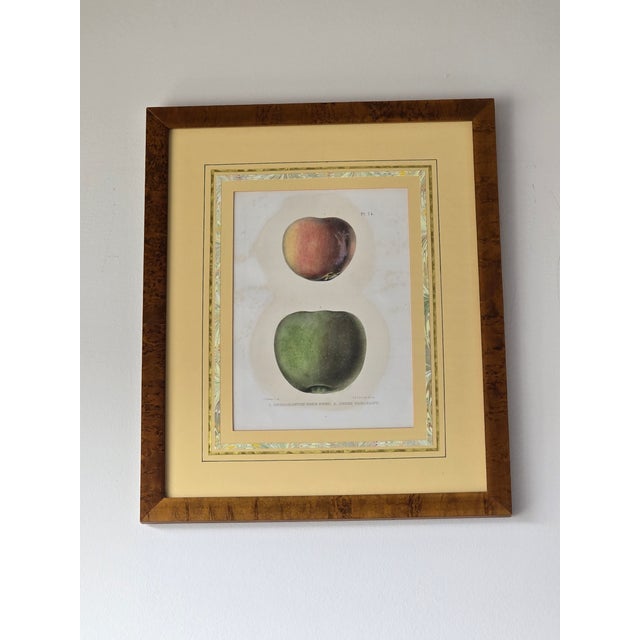 A beautifully preserved pair of original mid‑19th‑century apple lithographs, featuring classic heirloom varieties...