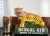 English Vintage Bengal Gin Figural Tiger Trade Advertising Display / Bottle Coaster For Sale - Image 3 of 8