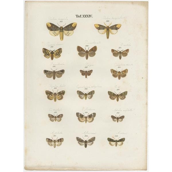 Ramann, Butterflies and Moths, 1870, Paper, Set of 5 For Sale - Image 3 of 7