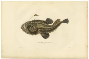 Angler, 1842, Paper