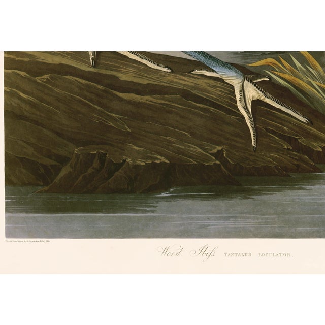 Illustration Wood Ibis After Audubon With Blue Sky Giclee Print From CFA Editions For Sale - Image 3 of 5