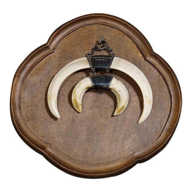 Vintage Wild Boar Tusk Trophy on Wooden Plaque, Germany 1970s For Sale