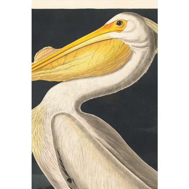 Not Yet Made - Made To Order American White Pelican (Audubon), Vintage Art Print Reproduction, 40" X 60" For Sale - Image 5 of 9