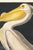 Not Yet Made - Made To Order American White Pelican (Audubon), Vintage Art Print Reproduction, 40" X 60" For Sale - Image 5 of 9
