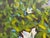 Contemporary A Cluster of Camelias Impressionist Oil Painting For Sale - Image 3 of 3