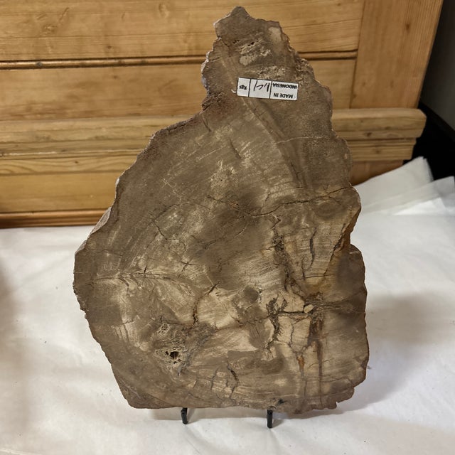 15th Century & Earlier Live Edge Petrified Wood F For Sale - Image 5 of 10