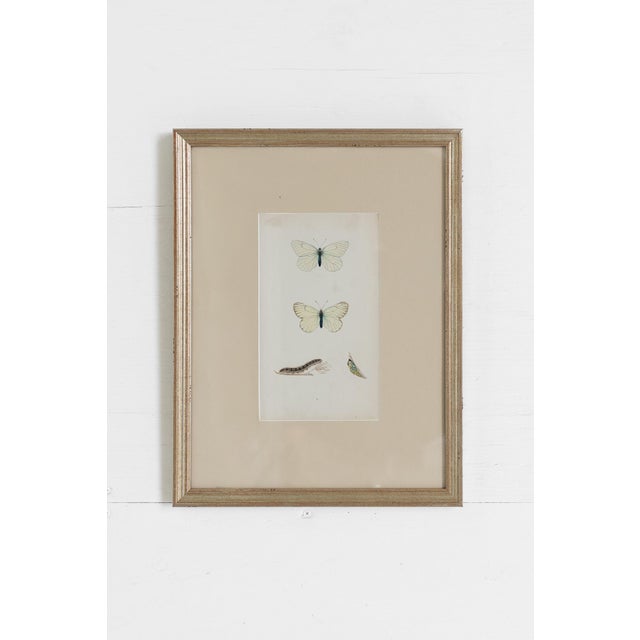 19th C. Hand Colored Butterfly Engravings From England - Set of 4 For Sale In Houston - Image 6 of 9