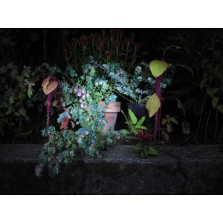 Contemporary Abstract Fine Art Photographic Flower Print For Sale