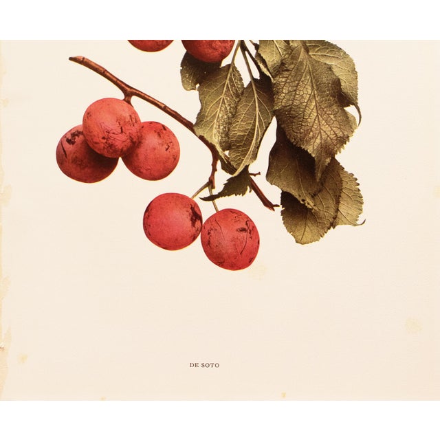 1900s U. P. Hedrick, Original Antique Photogravure of De Soto Plums For Sale - Image 4 of 7