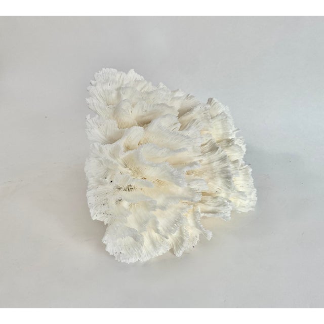 Shell Natural White Lettuce Coral Specimen Coastal Home Decor For Sale - Image 7 of 8