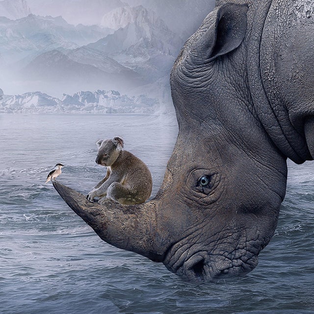 Contemporary Shelter - Spirit of the Rhino by Marcin Owczarek | Photography of a rhino with animals on its back For Sale - Image 3 of 5