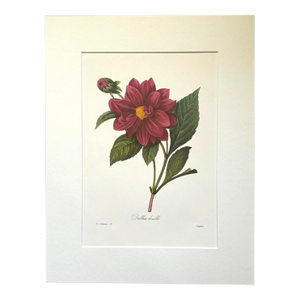 Vintage Pierre-Josephe Redouté Print in 14x18 Mat- Dalhlia double