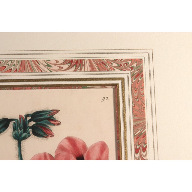 Antique Botanical Prints of Geranium by Robert Sweet For Sale - Image 9 of 18